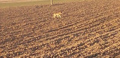 Cztery samorządy z regionu ze zgodami na płoszenie wilków