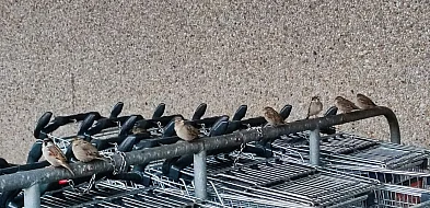 Ostróda: Szli ul. Grunwaldzką prowadząc wózek sklepowy, a w nim skradzione części
