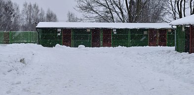Bezdomne zwierzęta a silne mrozy. Przeprowadzono kontrole w schroniskach dla