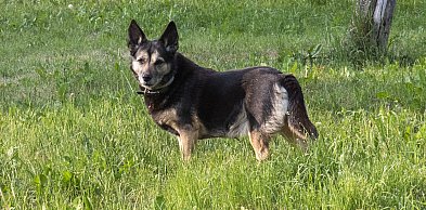 Premier: schronisko dla zwierząt w Sobolewie zostało zamknięte