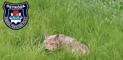 Badaczka: konflikty z wilkami to efekt ludzkich zaniedbań