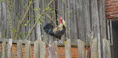 Główny Inspektorat Weterynarii: 26 ognisk grypy ptaków u drobiu w tym roku w Polsc