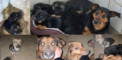 Lubajny: Sunia ze szczeniakami uratowana w ostatniej chwili