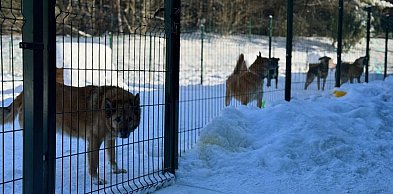 Ocena warunków bytowych zwierząt w schronisku w Tomarynach