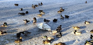 Uwaga na przypadki padłych ptaków! Służby weterynaryjne apelują do mieszkańców
