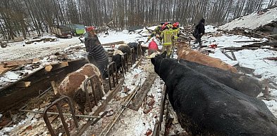 Leśmiady: Zawalenie dachu stodoły. Trwała akcja ratowania bydła