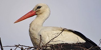 Bocian Krutek zwiastun wiosny jest już w Krutyni na Mazurach