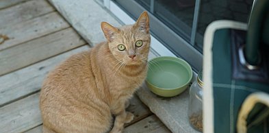 Kiedy wybrać tradycyjną miseczkę dla kota, a kiedy karmidło automatyczne?