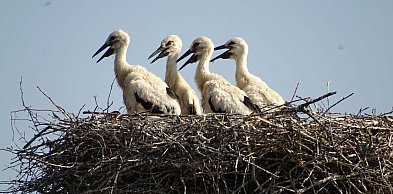 W piątek 20 marca przywitamy astronomiczną wiosnę