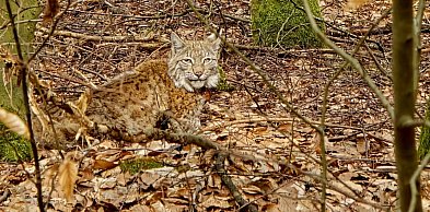 Trzy rysie wróciły do natury. Wyjątkowy moment w lasach regionu