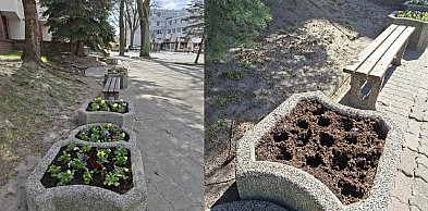 Ostróda: Kwiaty zamiast zdobić miasto – trafiły do czyjegoś ogródka?