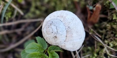 Trzeci rok z rzędu nie będzie zbiorów winniczka w regionie