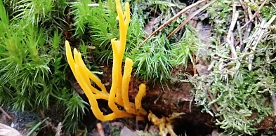 22 kwietnia – Dzień Ziemi. Co naprawdę oznacza troska o planetę