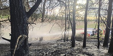 Groźny pożar młodnika w gm. Dąbrówno. W akcji strażacy z dwóch powiatów