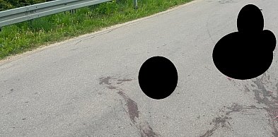 Durąg: Rozjechał ciężarną kotkę i zostawił ją na środku drogi