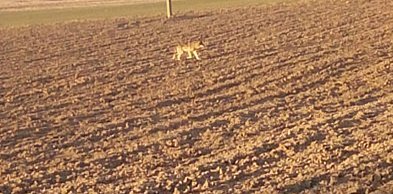 Cztery samorządy z regionu ze zgodami na płoszenie wilków