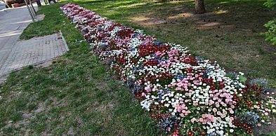 Ostróda rozdaje kwiaty mieszkańcom. Wiadomo, gdzie i co będzie można odebrać