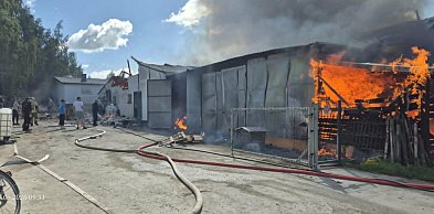 Gm. Dąbrówno: Tragiczny pożar chlewni z 700 świniami! 100 padło, 170 poparzonych
