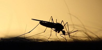 Co na ukąszenia komarów dla dzieci – jak bezpiecznie łagodzić świąd?