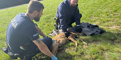 Ranna sarna potrzebowała pomocy - nie mogła chodzić! Pomoc nadeszła-103728