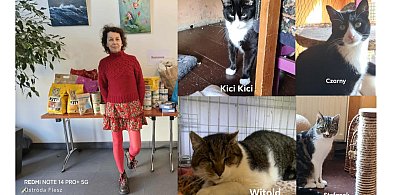 Najważniejsze są adopcje. Rozmowa z Agnieszką Stęplewską z Kociarni-104507