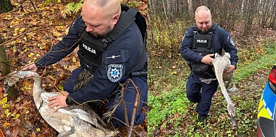 Ameryka: Zaplątany w sznurek łabędź miał problem z poruszaniem się-104744