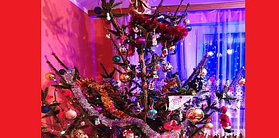 Gm. Grunwald: Można już kupować choinki bezpośrednio w Leśnictwie Mielno!-105432