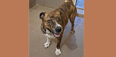 Schronisko szuka właściciela suczki, która jeździła koleją!-105933