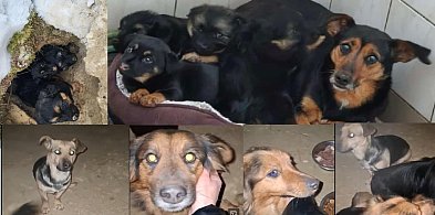 Lubajny: Sunia ze szczeniakami uratowana w ostatniej chwili