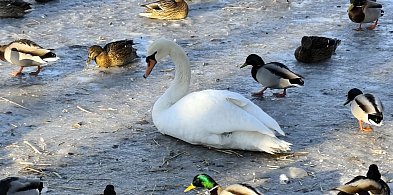 Olsztyn: Grypa ptaków u łabędzia znalezionego przy ul. Radiowej