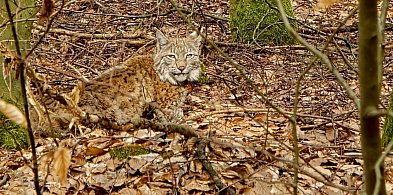 Trzy rysie wróciły do natury. Wyjątkowy moment w lasach regionu