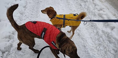 Ostróda: Opieka nad zwierzętami. Darmowe czipowanie i dofinansowanie zabiegów