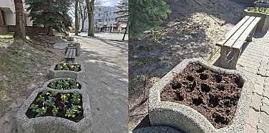 Ostróda: Kwiaty zamiast zdobić miasto – trafiły do czyjegoś ogródka?