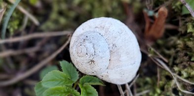 Trzeci rok z rzędu nie będzie zbiorów winniczka w regionie