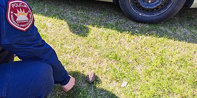 Łukta: Pracowała w ogródku - znalazła granat!