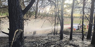 Groźny pożar młodnika w gm. Dąbrówno. W akcji strażacy z dwóch powiatów