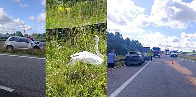 Pasłęk: 3 samochody zderzyły się na S7 przez... łabędzia
