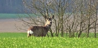 Leśnicy ruszają z akcją Wieniec. Będą kontrole w lasach