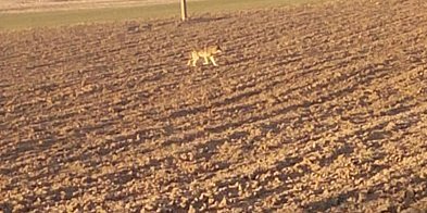Cztery samorządy z regionu ze zgodami na płoszenie
