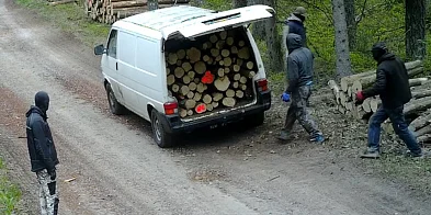 Stare Jabłonki: W kominiarkach ukradli drzewo z lasu