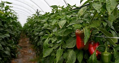 Producent papryki: najgorszy sezon od pięciu lat, nie ma chętnych do skupu papryki-103764