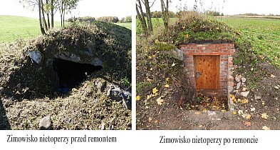 Nietoperze na Warmii i Mazurach będą zimować w komfortowych warunkach-104114