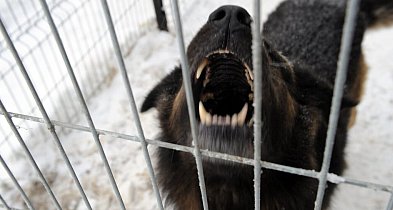 Ekspert: większość ataków psów to efekt błędów człowieka i braku kontroli nad zwie-104195
