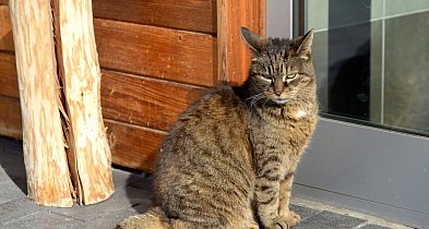 Koty zagrażają również owadom i pająkom-104960