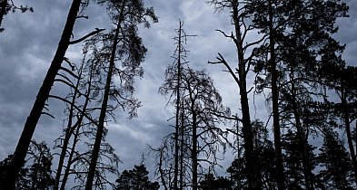 Z powodu korników za 10 lat może nie być świerków w okolicach Mrągowa-105311