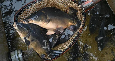 Raport: w tym roku karpie droższe o 22 proc., o tyle samo staniały suszone grzyby-106045