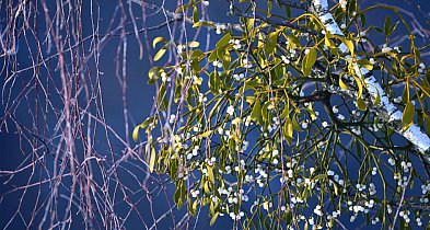Naukowcy o jemiole: ważna dla ptaków, groźna dla drzew-106154