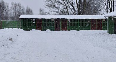 Bezdomne zwierzęta a silne mrozy. Przeprowadzono kontrole w schroniskach dla