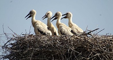 W piątek 20 marca przywitamy astronomiczną wiosnę