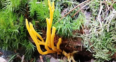 22 kwietnia – Dzień Ziemi. Co naprawdę oznacza troska o planetę